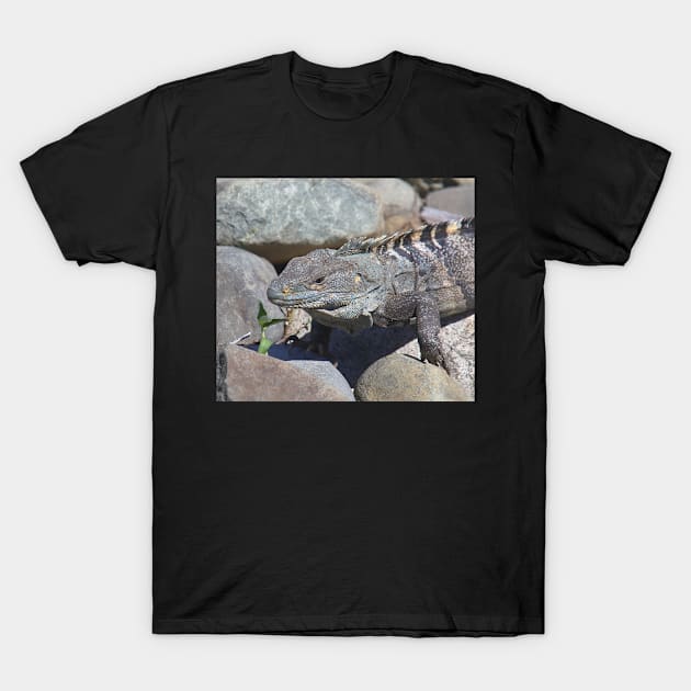 Female Green Iguana T-Shirt by Carole-Anne